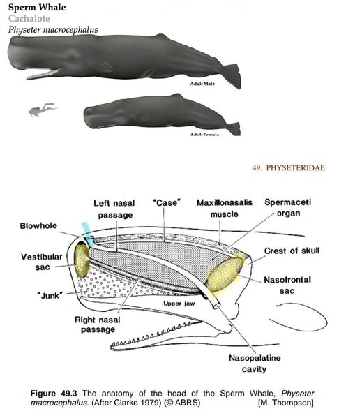 پرونده:Whale.jpg